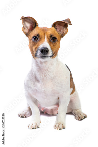 Portrait Jack Russell Terrier, sitting in front, isolated white background © Валерий Моисеев