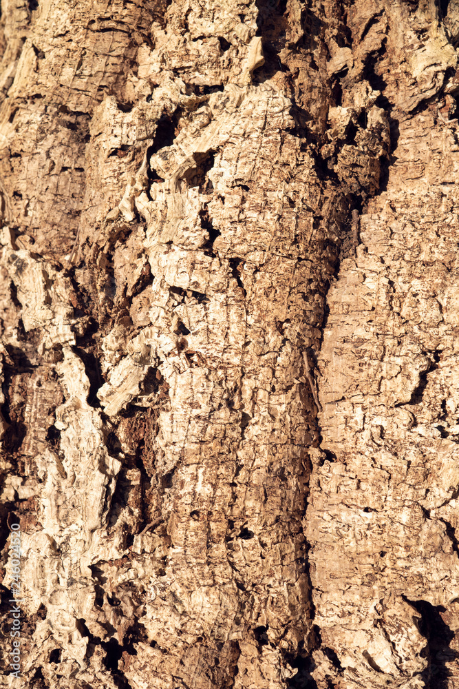Cork Oak Tree texture background. Nature background. Wine industry Cork Oak Tree texture background. Nature background. Wine industry