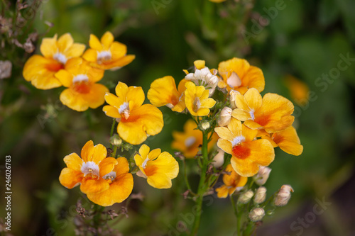 Gardening and landscaping: blooming yellow-orange Nemesis. Bright colorful flowers used to decorate parks and squares. Horizontal image with selective focus and background blur.