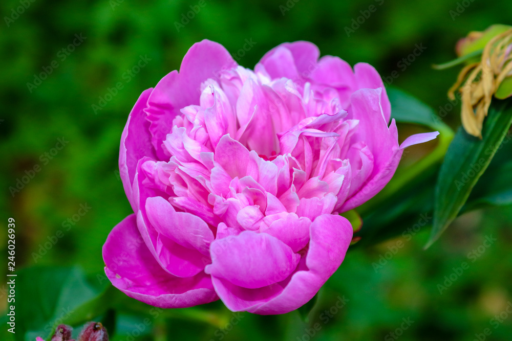 Pink peony blossom (Peonia suffruticosa), also called Pink peony blossom (Peonia suffruticosa), also called