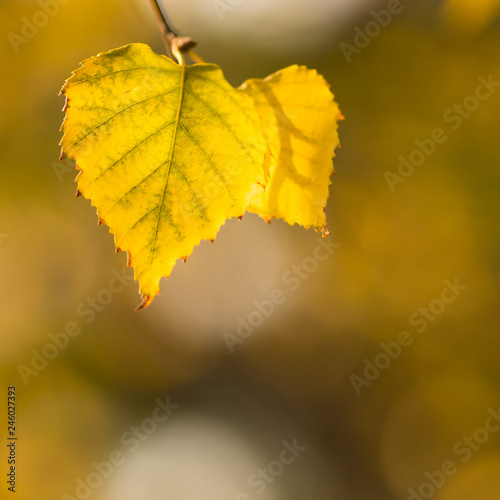 Dry autumn birch leaf on a branch in sunny day, macro shot