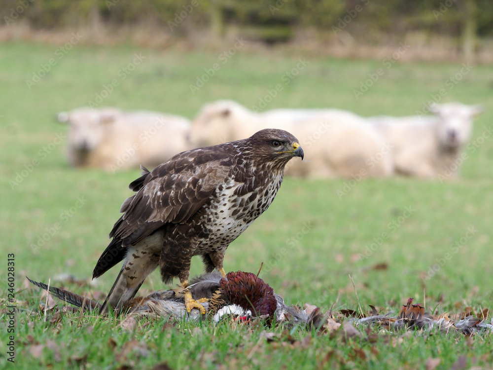 Obraz premium Common buzzard, Buteo buteo
