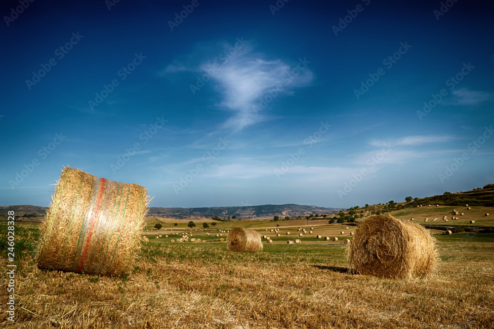 Field with weeds and round bales of hay 