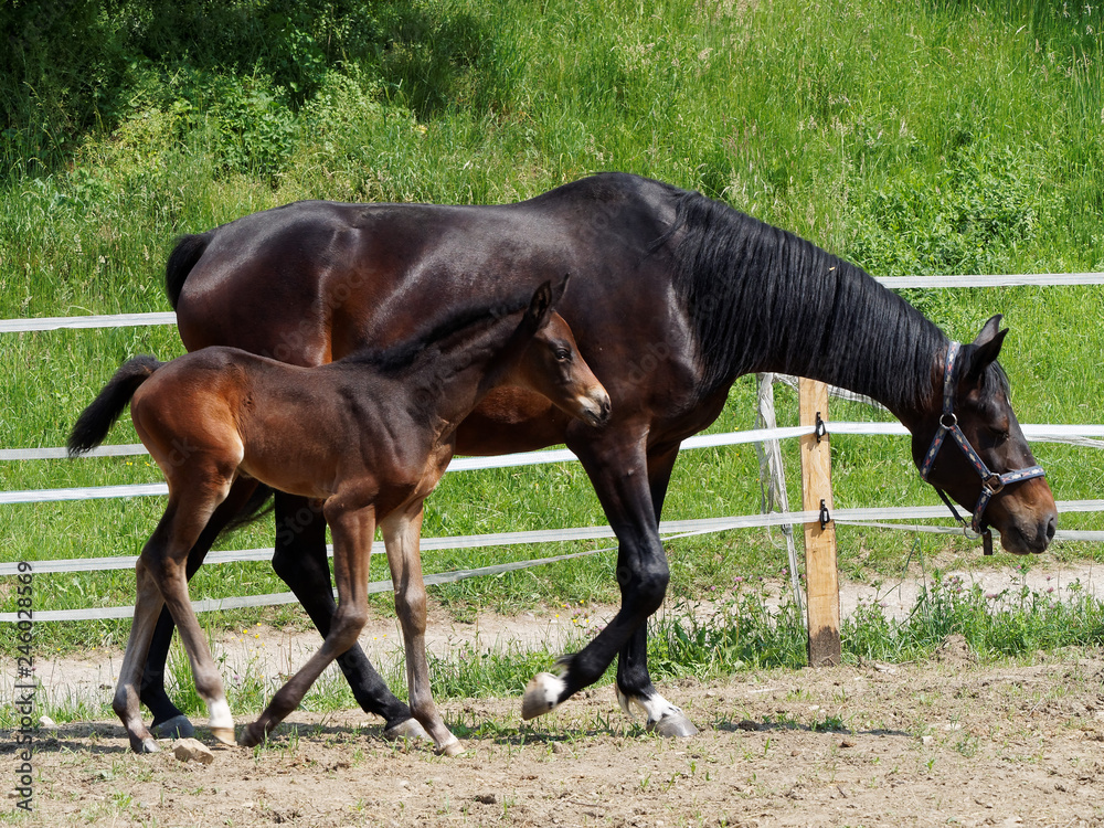 horse family at pasture horse family at pasture