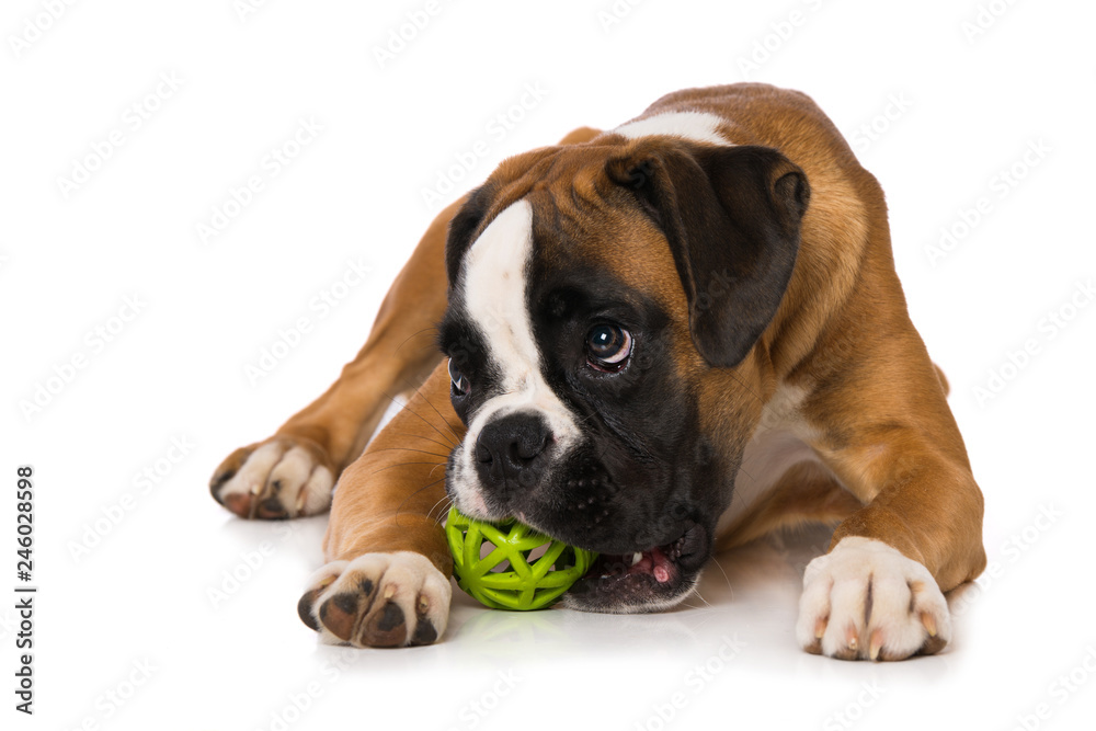 Young boxer dog with a ball isolated on white background - obrazy, fototapety, plakaty 