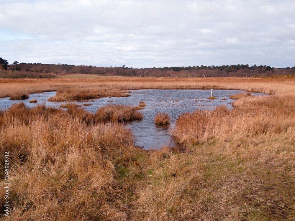 Obraz na plátně Dingle marshes