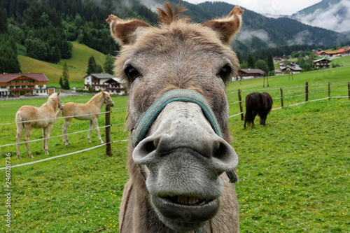 donkey funny portrait