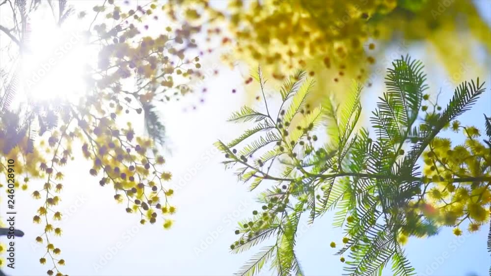 Mimosa. Spring flowers Easter background. Blooming mimosa tree over blue sky. 4K UHD video footage. 3840X2160