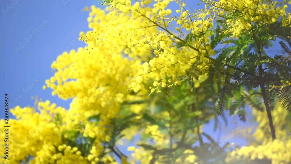 Mimosa. Spring flowers Easter background. Blooming mimosa tree over blue sky. 4K UHD video footage. 3840X2160