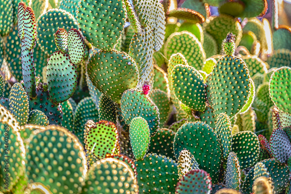 Mexikanische Kaktee Opuntia microdasys Mexikanische Kaktee Opuntia microdasys