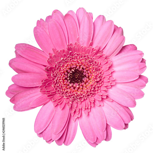 beautiful pink gerbera daisy flower isolated on white background closeup