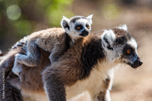 Ring-tailed Lemur and its baby (Lemur catta), Anja Community Reserve, Haute Matsiatra Region, Madagascar photo