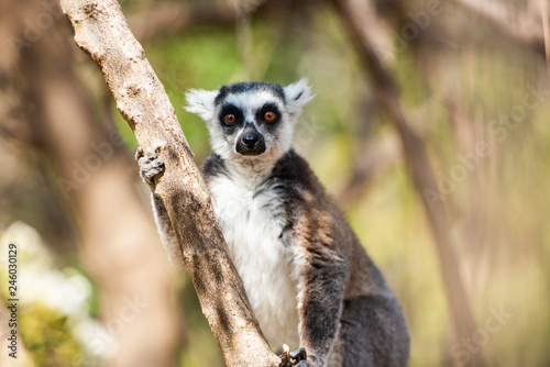 Ring-tailed Lemur (Lemur catta), Anja Community Reserve, Haute Matsiatra Region, Madagascar