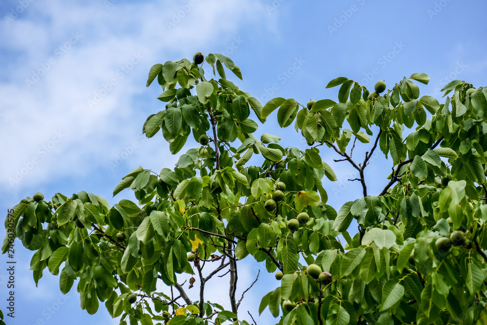 Walnüsse am Baum