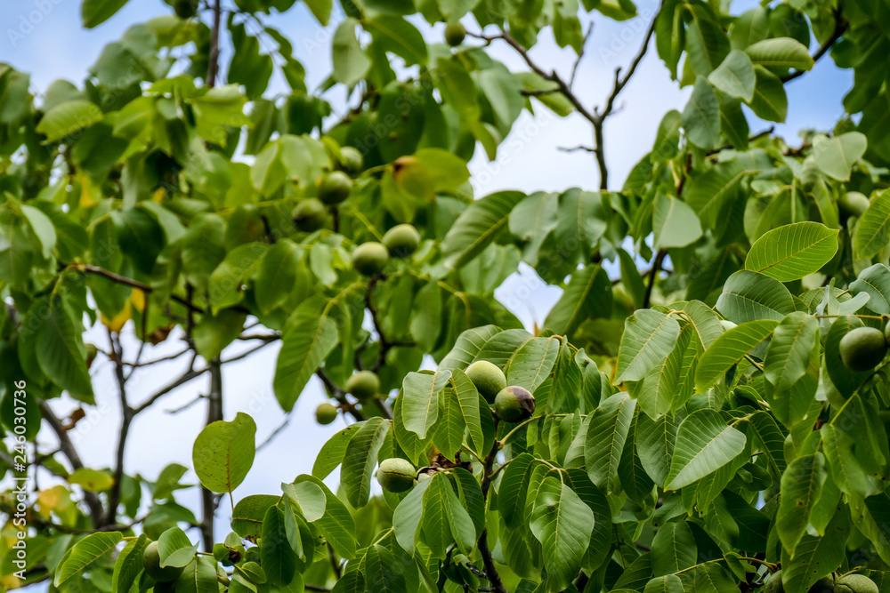 Walnüsse am Baum