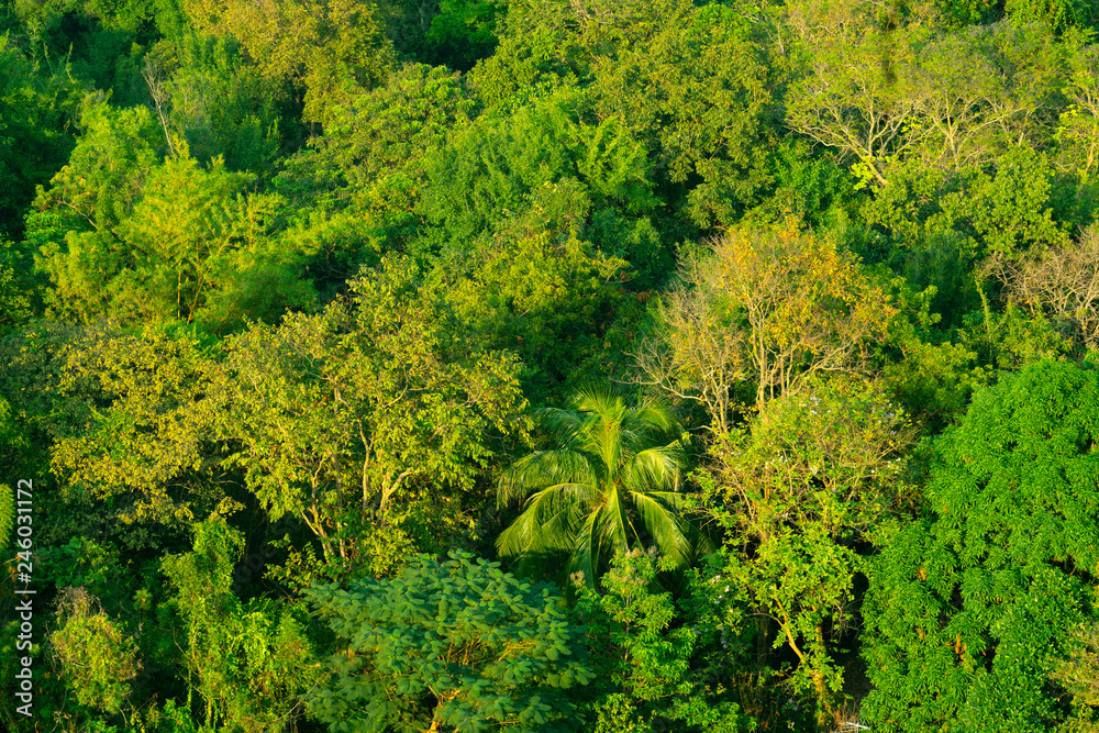 Naklejka premium Forest and tree from the top view