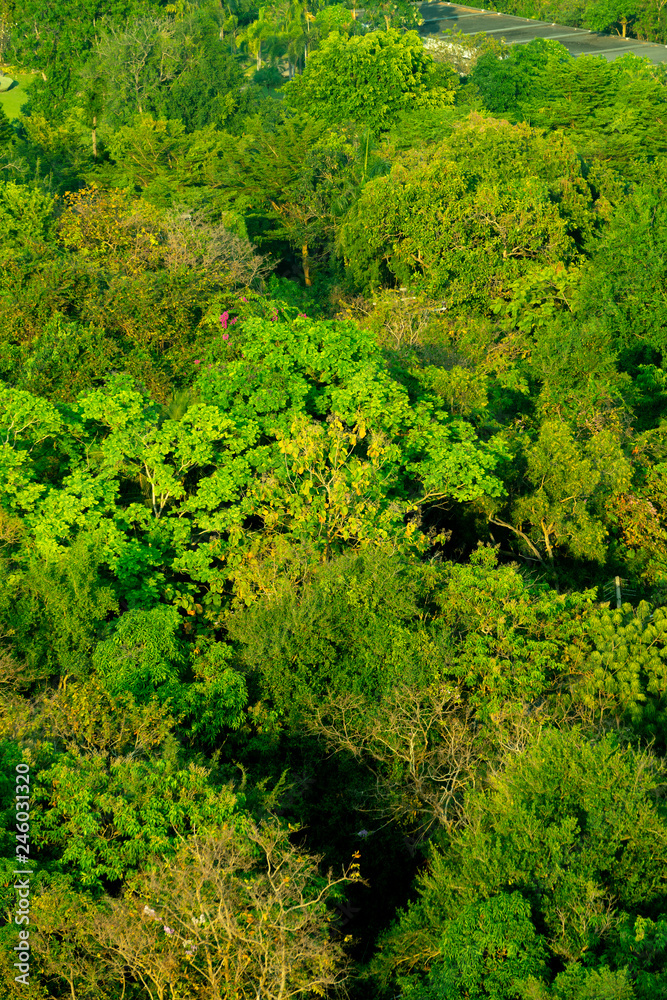 Forest and tree from the top view Forest and tree from the top view
