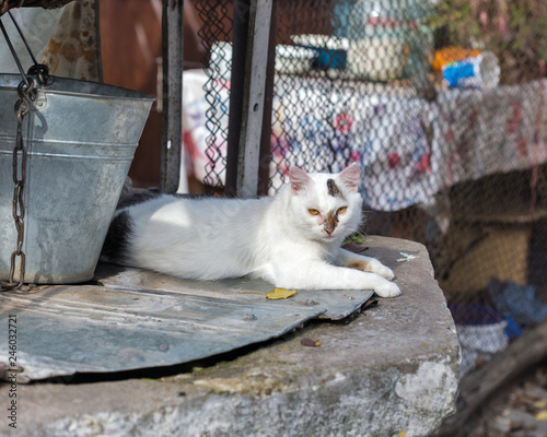 Fototapeta Naklejka Na Ścianę i Meble -  Street cat lying on water well with an old bucket