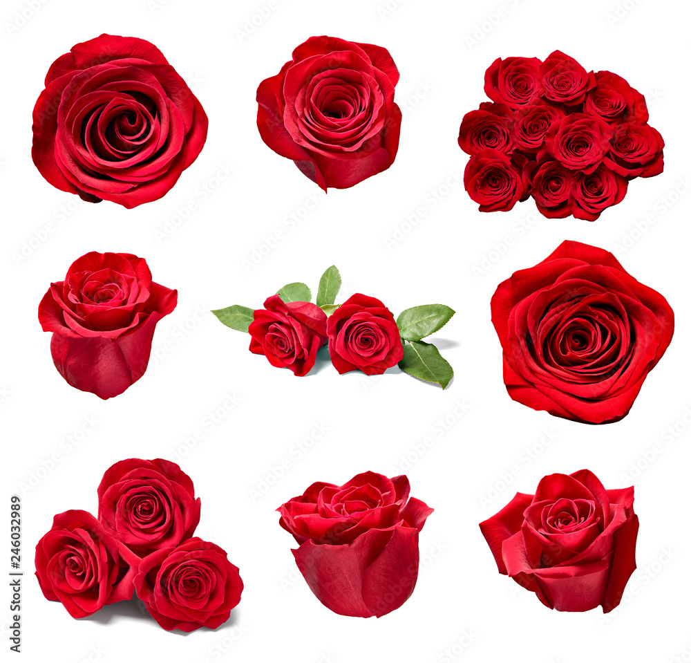 Fototapeta premium kwiat płatek róży blosspm tło