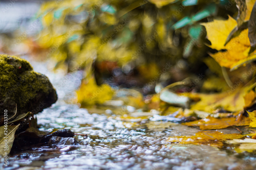 Obraz premium Small brook in autumn park. Many yellow leaves in foreground and blurred background. Low side closeup view. Autumn in park.