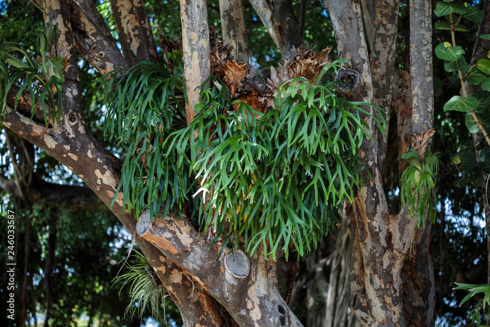 Obraz premium Elkhorn Fern (Platycerium bifurcatum)