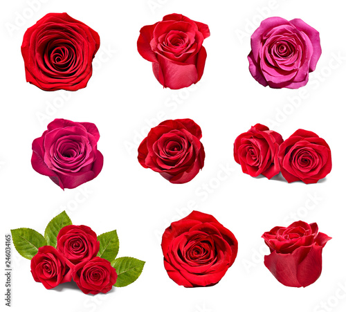 flower rose petal blosspm background