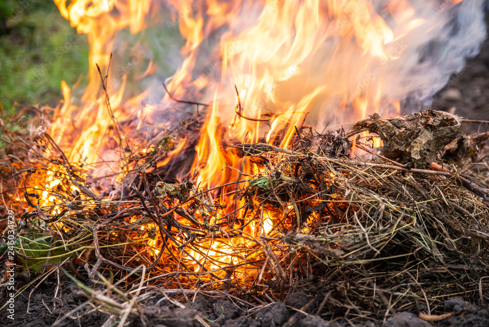 Weed and grass burning on the field, close up. After harvest, autumn time. Air pollution theme Weed and grass burning on the field, close up. After harvest, autumn time. Air pollution theme