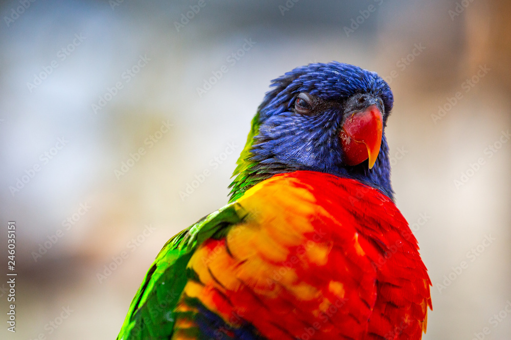 Allfarblori Papagei