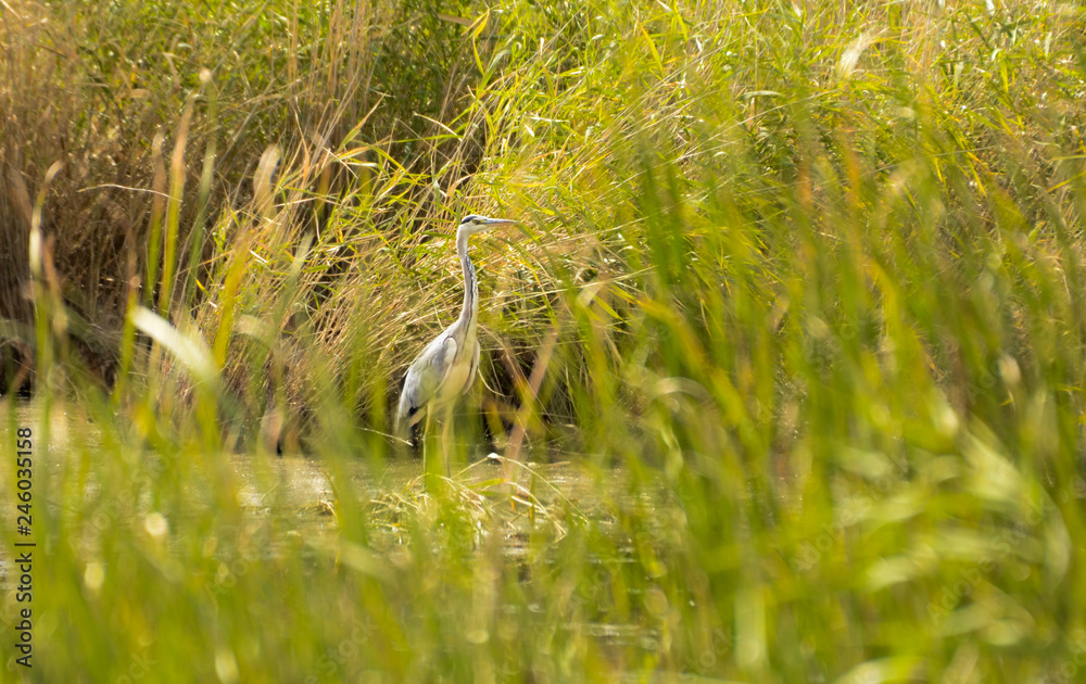 White heron standing in the water surrounded by bushes White heron standing in the water surrounded by bushes