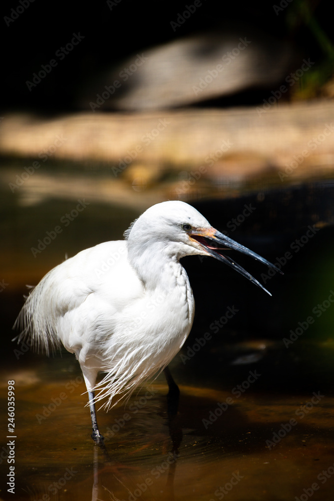 Naklejka premium Vogel im Wasser