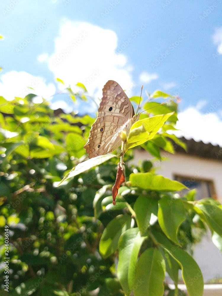Fototapeta premium Gray butterfly 
