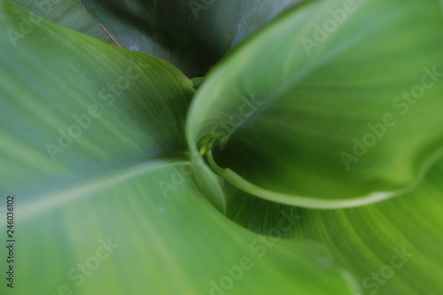 Cicle green leaves, nature background