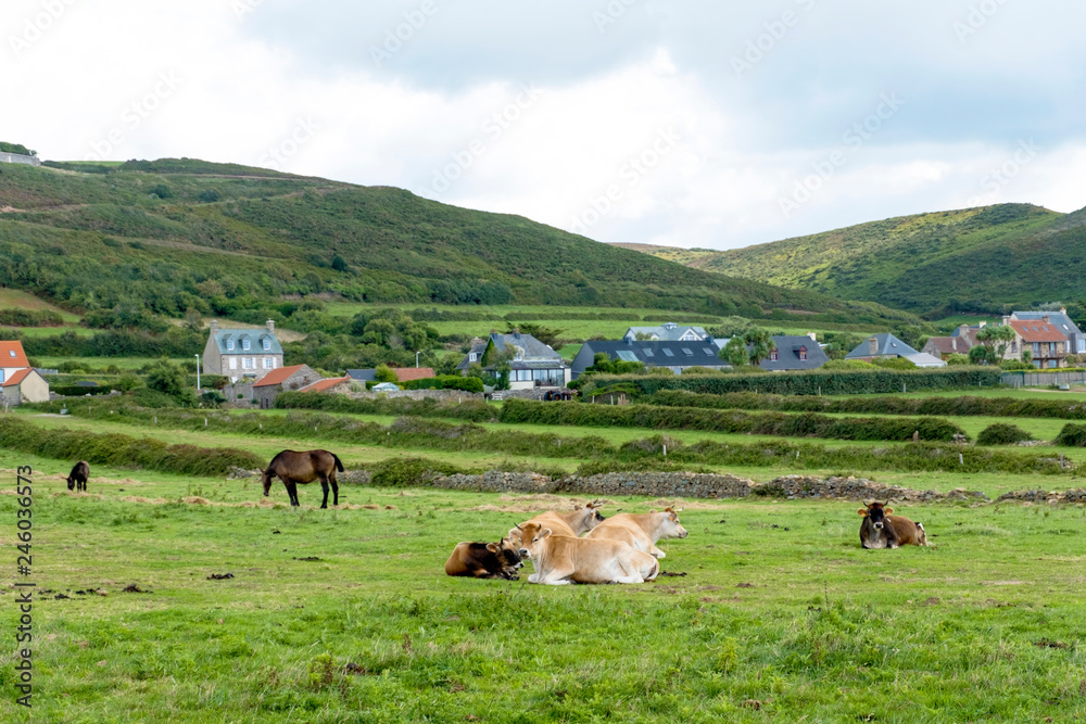 Obraz premium Horses and cows graze on green grass near Biville on the coast of English Channel in Normady, France