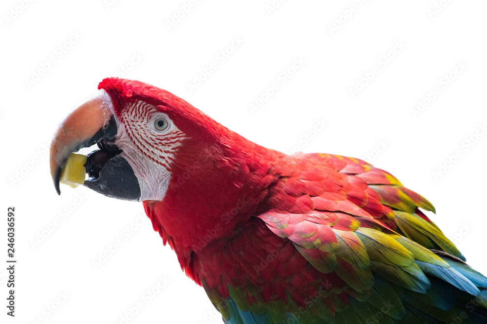 Naklejka premium Papagei