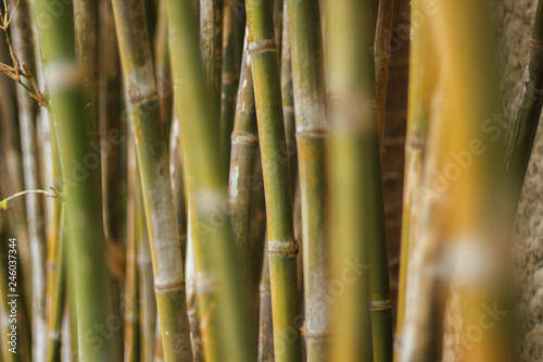 bamboo background