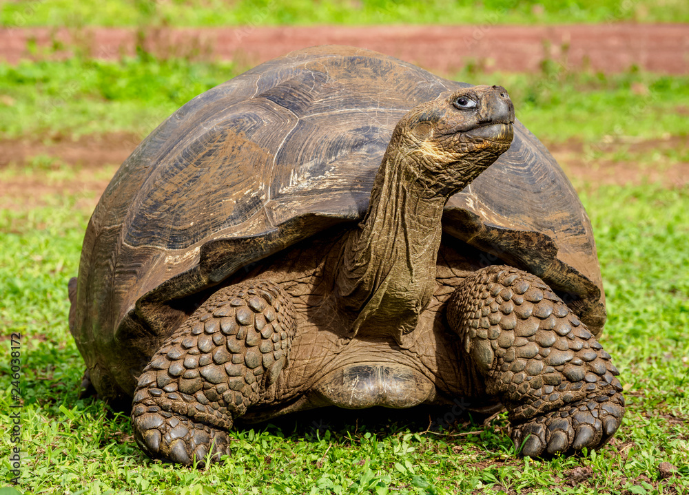 Giant Tortoise, El Chato, Highlands of Santa Cruz (Indefatigable) Island, Galapagos, Ecuador Giant Tortoise, El Chato, Highlands of Santa Cruz (Indefatigable) Island, Galapagos, Ecuador
