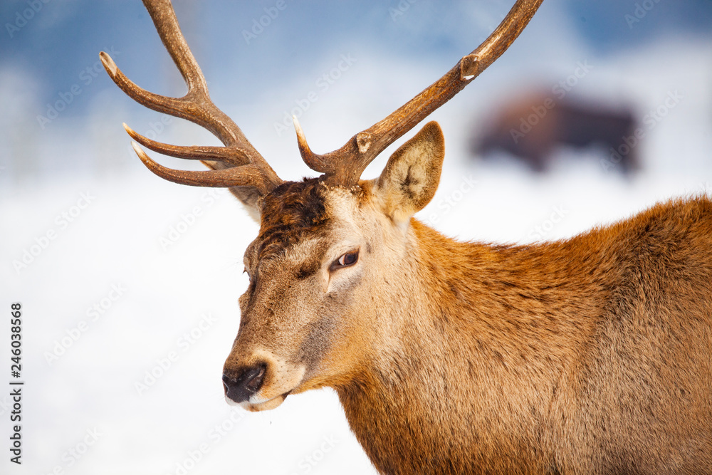 noble deer male in winter snow noble deer male in winter snow