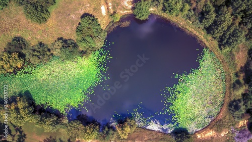 Lily invasion at the Pond