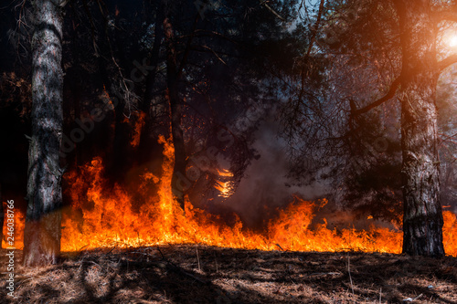 Forest fire. Burned trees after forest fires and lots of smoke.