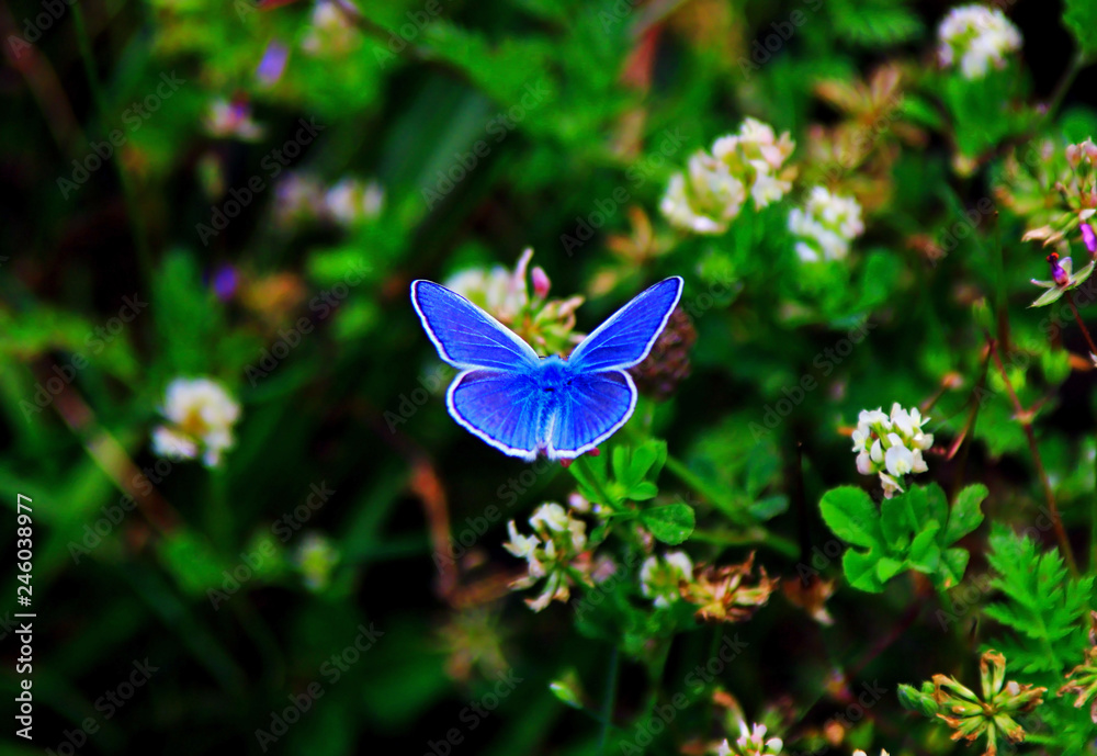 Blue common European butterfly in the wild (Idas Blue) Blue common European butterfly in the wild (Idas Blue)