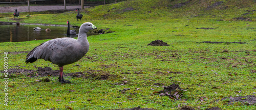 portrait of a cape barren goose standing on the water side, waterbird from the coast of australia photo
