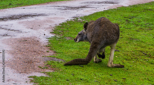 red necked wallaby from the back, kangaroo from Australia photo