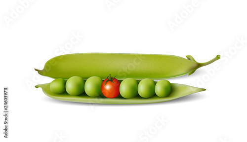 Erbse, Zucker Erbse, geöffnete Erbsenschote mit Tomate,  Gentechnisch veränderte Lebensmittel, Vektor Illustration isoliert auf weißem Hintergrund