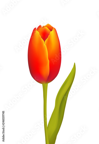 Tulpe, Frühlingsblume,  Vektor Illustration isoliert auf weißem Hintergrund