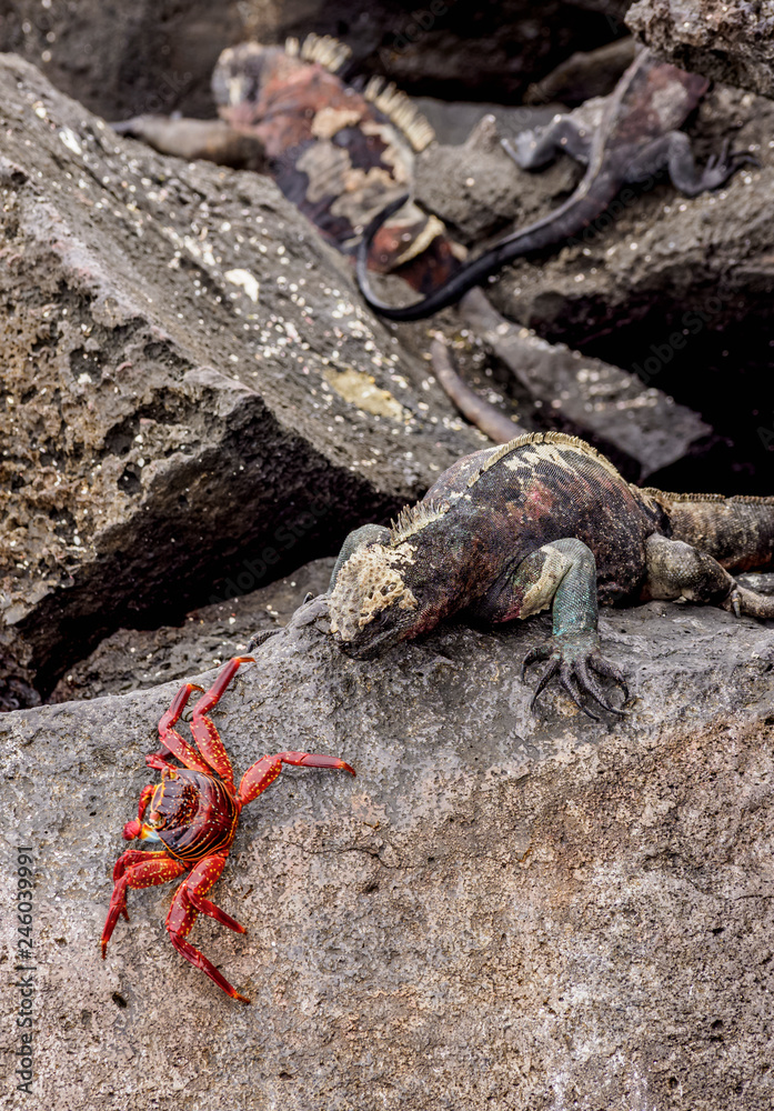 Marine iguana and Sally Lightfoot crab, Punta Suarez, Espanola (Hood) Island, Galapagos, Ecuador Marine iguana and Sally Lightfoot crab, Punta Suarez, Espanola (Hood) Island, Galapagos, Ecuador
