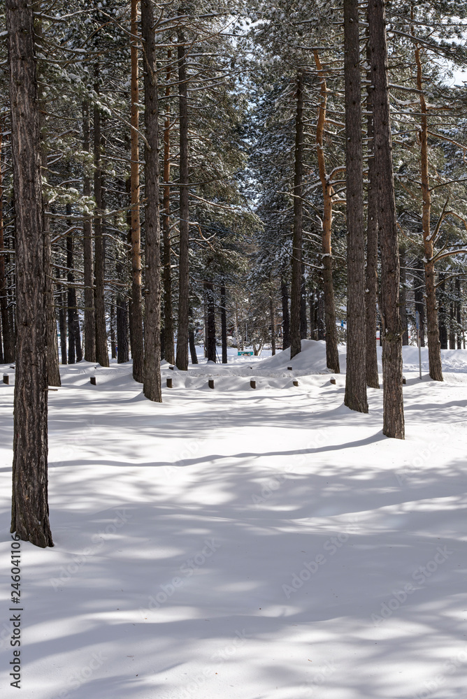 Fototapeta premium Idyllic day of winter in the woods