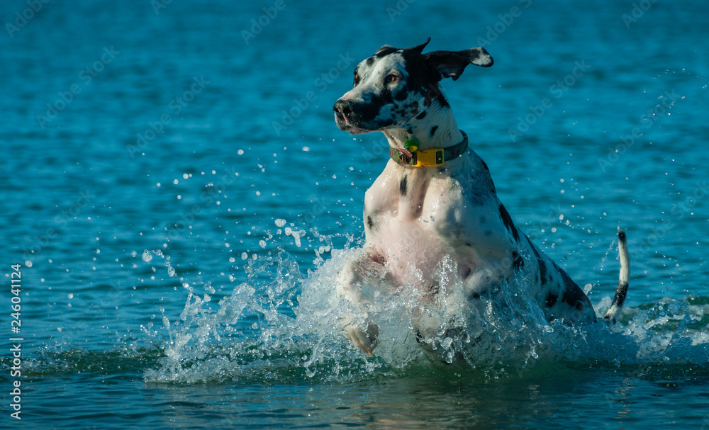 Obraz premium Pet's of Dog Beach