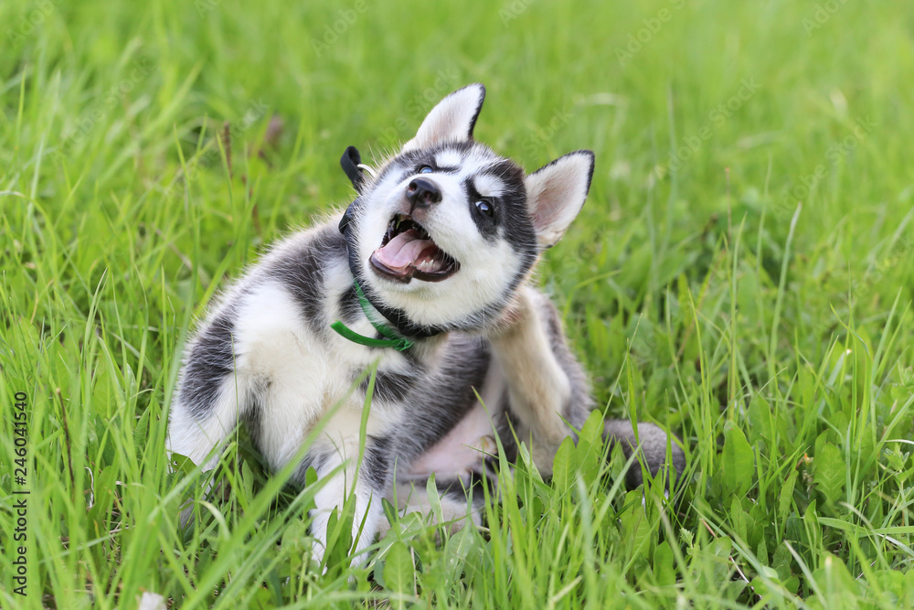 Funny Cute beautiful Husky puppy dog itches in grass