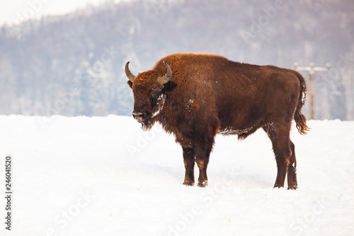 european bison (Bison bonasus) in natural habitat in winter