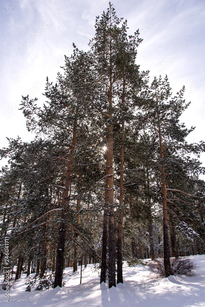 Idyllic day of winter in the woods Idyllic day of winter in the woods